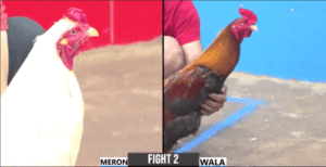 Ông Thầy Long An Đụng Phước Cần Thơ Hôm Nay - Trận 2 CPC3 15/12/2024