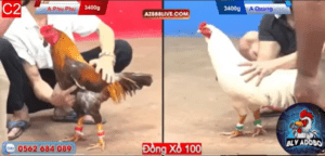 Trận Đầu Tiên Của Trùm Thế Giới Phu Phu - Trận 4 CPC2 22/12/2024