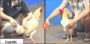 Bảo Sting Phục Thù Thành Công Duyên Ti Hơn Chục Tỷ - Trận 50 CPC3 8/7/2024