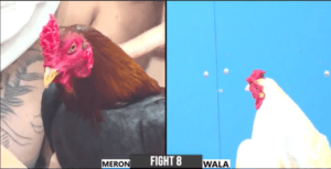 Nguyên Cà Mau Bắt Chước Bảo Sting Chấp Ngông - Trận 8 CPC3 29/12/2024