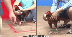 Bảo Sting Tiếp Tục Chơi Ngông Nhưng Gặt Quả Ngọt - Trận 13 CPC2 22/12/2024