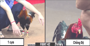 Gà Cọp Duyên Ti Được Đối Thủ Chấp Ngông Và Cái Kết - Trận 42 CPC3 29/12/2024