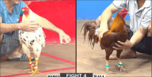 Bảo Sting Vướng Phải Cục Đá Lớn Hôm Nay - Trận 4 CPC2 15/12/2024