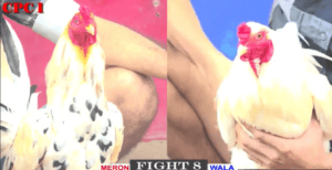 Trận Đầu Tiên Của Anh Đỏ Hôm Nay - Trận 8 CPC1 14/12/2024