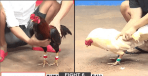 Bảo Sting Xem Thường Đối Thủ Và Nhận Kết Đắng - Trận 6 CPC2 15/12/2024