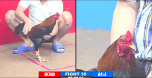 Hưng Cần Thơ Tung Gà Cọp Ra Sân Tại Giải - Trận 35 CPC3 27/12/2024