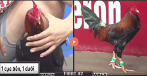 Ông Hoàng Wala Chấp Ngông Idol Mâm Trầu - Trận 42 CPC3 8/7/2024