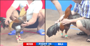 Minh Bến Tre Dưới Màu Hưng Cần Thơ Giải Cuối Năm - Trận 39 CPC3 27/12/2024