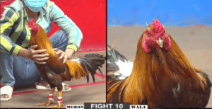 Bảo Sting Trên Màu Từ Đầu Bất Ngờ Nhận Thất Bại - Trận 10 CPC2 15/12/2024