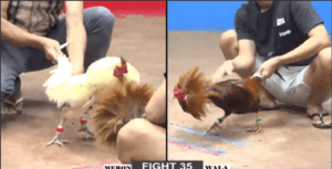 Bảo Sting Thua Bất Ngờ Trước Đối Thủ Nhẹ Ký - Trận 35 CPC2 22/12/2024