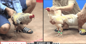 Bảo Sting Tiếp Tục Chấp Liều Với Tư Mã Ý Và Cái Kết - Trận 39 CPC2 22/12/2024