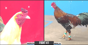 Cọp Minh Sóc Trăng Ra Sân Trong Ngoài Hơn 1 Tỷ - Trận 41 CPC3 27/12/2024