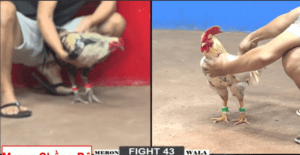 Chuối Cọp Bảo Sting Đưa Tư Mã Ý Về Cát Bụi - Trận 43 CPC2 22/12/2024