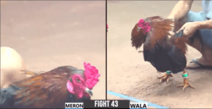 Hưng Cần Thơ Lại Tiếp Tục Càn Quét Tại Giải Cuối Năm - Trận 43 CPC3 27/12/2024