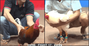 Bảo Sting Giữ Vững Niềm Tin Giành Chiến Thắng Tiếp - Trận 17 CPC2 15/12/2024