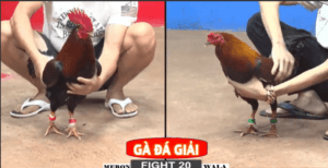 Phu Phu Tham Dự Giải Trận Đầu Tiên - Trận 20 CPC2 22/12/2024