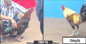 Siêu Cọp Hưng Cần Thơ Chồng Độ Duy Nhất Hôm Nay - Trận 53 CPC3 27/12/2024