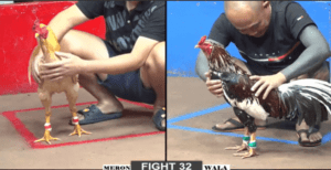 Bảo Sting Chấp Đúng Kèo Và Nhận Quả Đắng - Trận 32 CPC2 15/12/2024