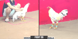 Kẽm Vĩnh Châu Bất Ngờ Xuất Hiện Khúc Cuối Tại Giải - Trận 56 CPC3 27/12/2024