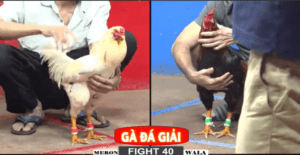 Phu Phu Càn Quét Chuỗi Thua Tại Giải Hôm Nay - Trận 40 CPC2 22/12/2024