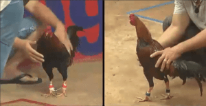 Trận Đấu Lịch Sử Lão Ngoan Đồng Và Mít Trà Cú - Đại Chiến Lịch Sử Năm 2018