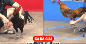 Anh Dự Vũng Tàu Đụng Anh Kẽm Vĩnh Châu Trận Đầu - Trận 22 CPC2 22/12/2024