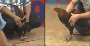 Trận Thứ 2 Giữa Lão Ngoan Đồng Và Mít Trà Cú - Đại Chiến Lịch Sử Năm 2018