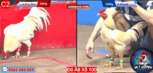 Phu Phu Càn Quét Tại Giải C2 Hôm Nay - Trận 16 CPC2 22/12/2024