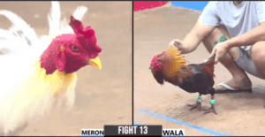 Bướm Trọc Cổ Đụng Gà Cọp Mâm Trầu Hôm Nay - Trận 13 CPC3 15/12/2024