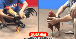 Anh Dự Vũng Tàu Đụng Cánh Gà Lạ Tham Dự Giải - Trận 28 CPC2 22/12/2024