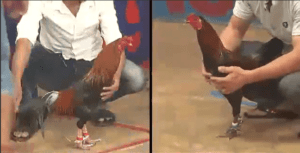 Trận Đấu Thứ 3 Giữa Lão Ngoan Đồng Và Mít Trà Cú - Đại Chiến Lịch Sử Năm 2018