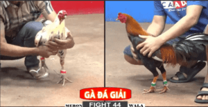 Cặp Đấu Duyên Nợ Tại Giải Hôm Nay Giữa 2 Idol - Trận 44 CPC2 22/12/2024