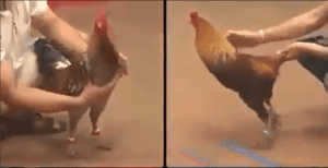 Chiến Thần 800 Triệu Của Chú Phúc Barcelona Ra Sân - Xám Lá Huyền Thoại Của Chú Phúc