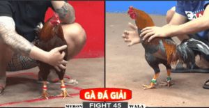 Trận Chung Kết Kinh Điển Tại Giải CPC2 Hôm Nay - Trận 46 CPC2 22/12/2024