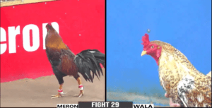 Trận Đấu Xổ 2 Tỷ Lớn Nhất Năm 2024 Của Hưng Cần Thơ - Trận 29 CPC3 24/06/2024