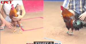 Trận Đấu Khiến Anh Em Tranh Cãi Và Hụt Giò Nhất Hôm Nay - Trận 5 CPC1 24/12/2024