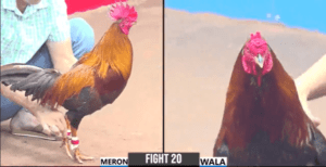 Anh Ton Cánh Gà C1 Qua Làm Náo Loạn Hôm Nay - Trận 20 CPC3 17/12/2024