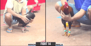 Cọp Vũ Bến Tre Ra Sân Hạ Cánh Gà Lạ Nốt Nhạc - Trận 14 CPC3 25/12/2024