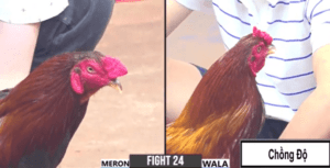 Anh Ton Liều Mạng Chồng Độ Gặp Rào Cản Lớn - Trận 24 CPC3 17/12/2024