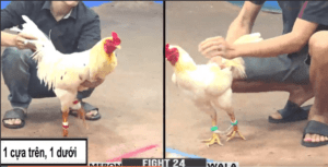 Đồng Trạng Bảo Sting Chấp Duyên Ti Cây Trên Dưới - Trận 24 CPC3 24/06/2024