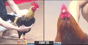 Trận Đầu Tiên Của Trại Gà Lê Văn An Giang - Trận 20 CPC3 22/12/2024