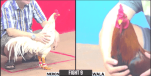 Quang Bình Dương Hạ Gục Cọp Minh Bến Tre - Trận 9 CPC3 27/12/2024