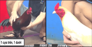 Trận Đấu Lịch Sử Giữa Bảo Sting Và Duyên Ti - Trận 28 CPC3 24/06/2024