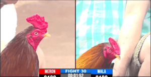 Dự Bảo Lộc Tung Cọp Ra Đá Giải Trận Đầu Tiên - Trận 30 CPC3 17/12/2024