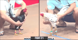 Cọp Bảo Sting Bất Ngờ Xuất Hiện Tại CPC3 Hôm Nay - Trận 21 CPC3 26/12/2024