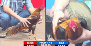 Dự Bảo Lộc Thua Cay Đắng Trước Minh Bến Tre - Trận 43 CPC3 17/12/2024