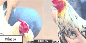 Gà Cọp Bến Tre Tiếp Tục Làm Mưa Làm Gió Hôm Nay - Trận 35 CPC3 26/12/2024