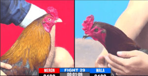 Tèo Bảo Lộc Ra Sân Không May Mắn Tại Giải - Trận 29 CPC3 17/12/2024