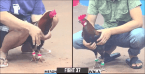 Siêu Cọp Bảo Sting Đã Lấy Lại Danh Dự Hôm Nay - Trận 37 CPC3 26/12/2024