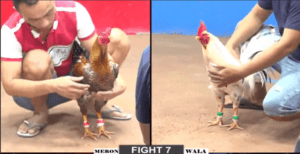 Gà Cọp Vĩnh Long Ra Sân Hạ Nhanh Đối Thủ - Trận 7 CPC2 27/12/2024